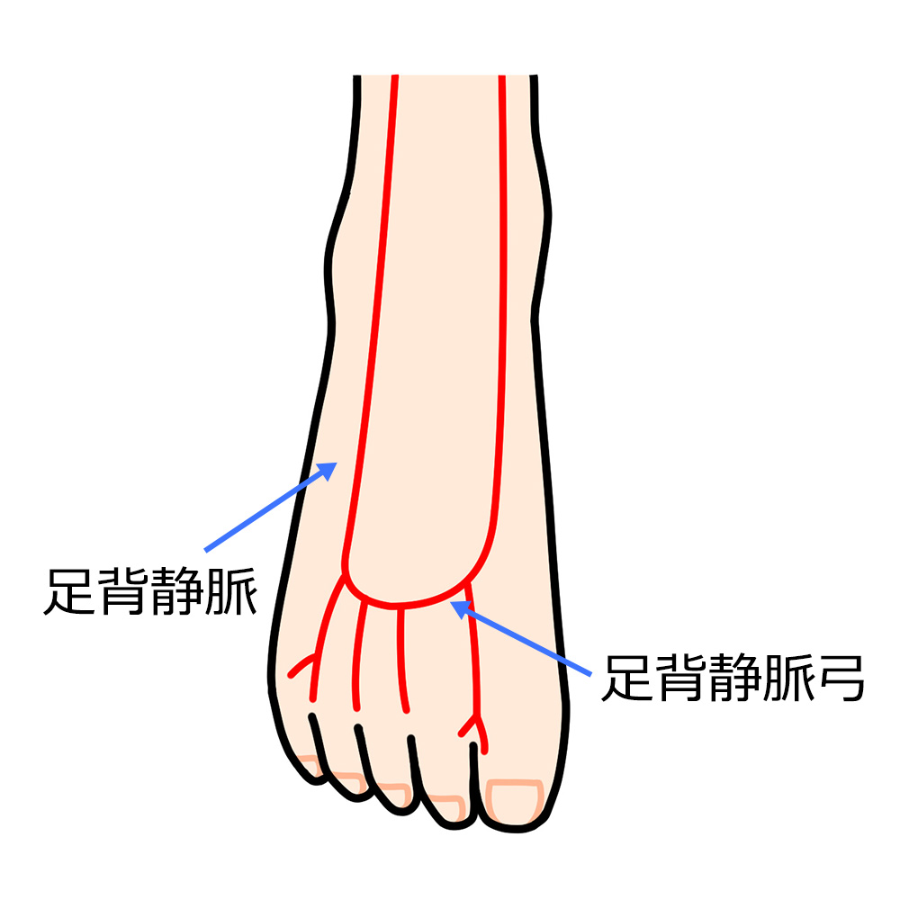 足の血管